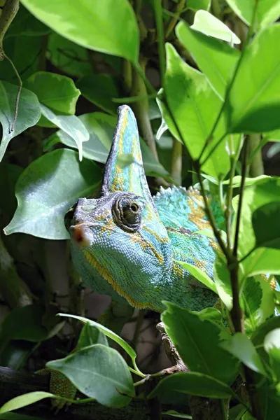 Lézard vert dans le bois — Photo