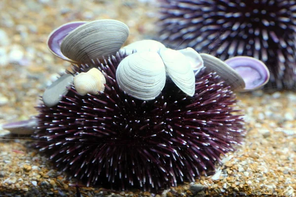 Oceanografische parc, valencia — Stockfoto