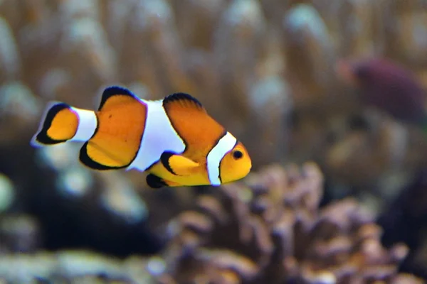 Parco Oceanografico, valencia — Foto Stock