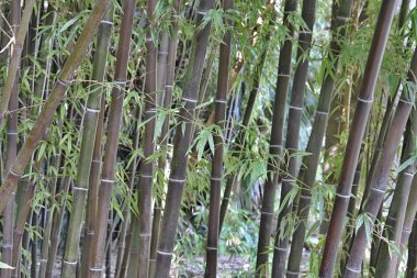 İspanyol parcs çiçeklenir