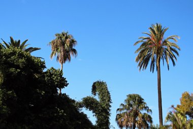 İspanyol parcs çiçeklenir