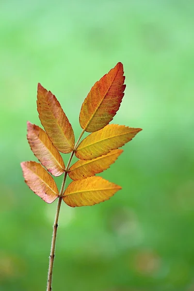 Autumn Colourful Leafs in the Wood — Stock Photo, Image