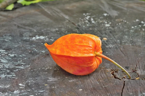 ahşap sonbahar çiçekler