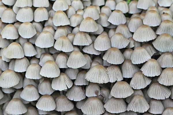 Pilze im Garten — Stockfoto