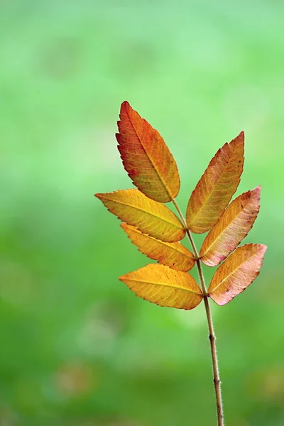 Autumn Colourful Leafs in the Wood — Stock Photo, Image