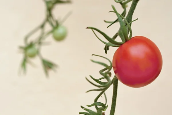 Цветные помидоры в саду — стоковое фото