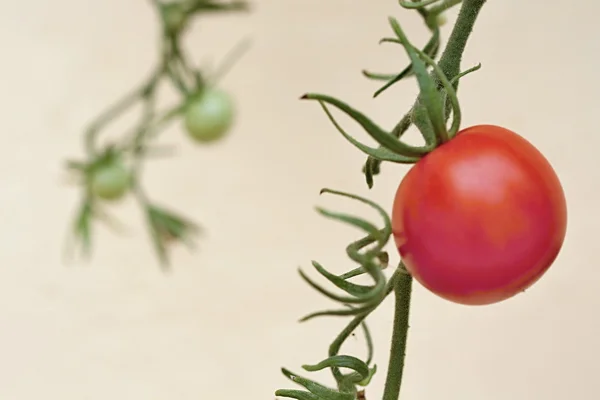 Colourful Tomatoes in the Garden — Stock Photo, Image