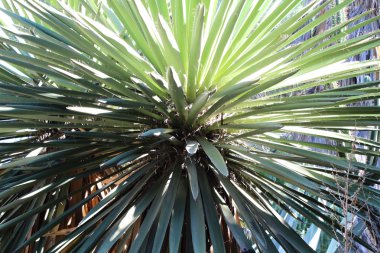 İspanyol parcs çiçeklenir