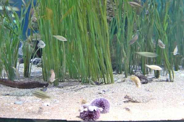 Oceanografische parc, valencia — Stockfoto