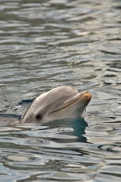 Parc oceanograficzne, Walencja — Zdjęcie stockowe