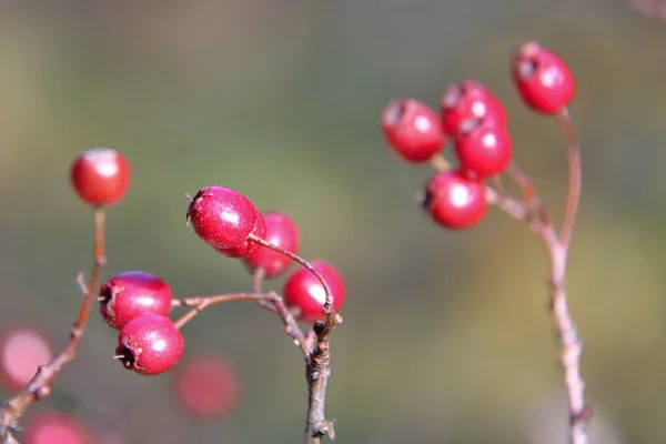 Autumn Colourful Leafs — Stock Photo, Image