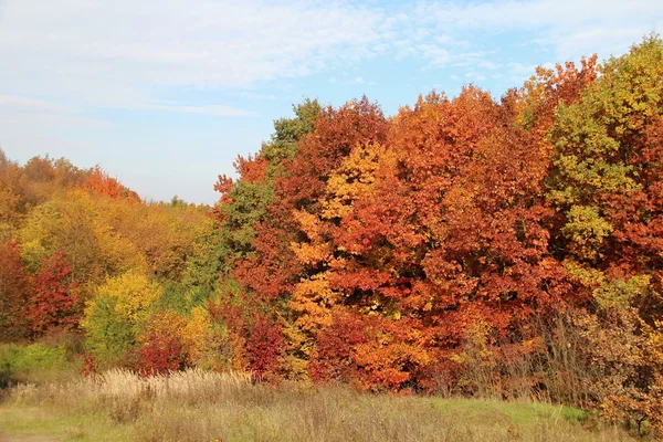 Herfst kleurrijke bladeren — Stockfoto