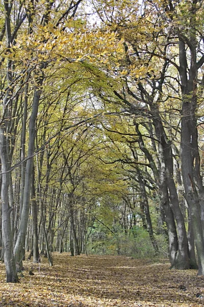 Feuilles colorées d'automne — Photo