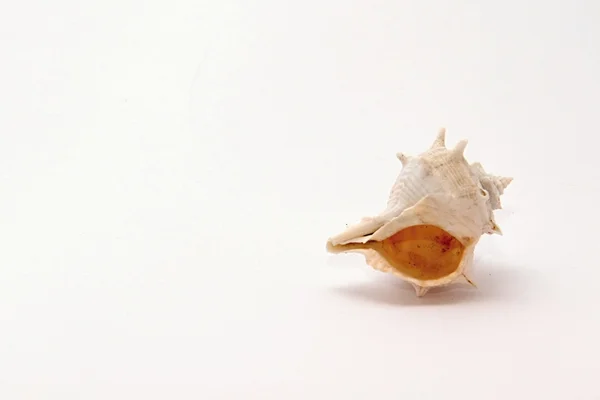 Seashell nesne — Stok fotoğraf