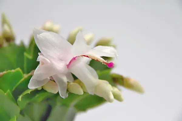 Ibolya virág — Stock Fotó