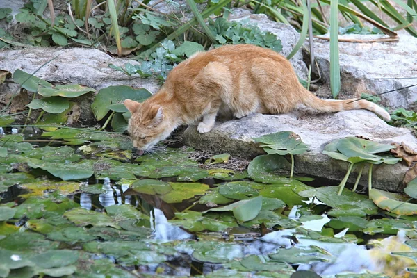 Gato en el Parque de la Ciudad, Valencia, España — Foto de Stock