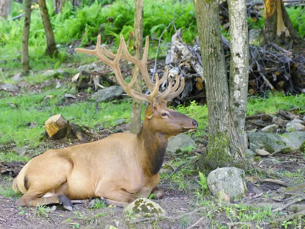 Animales salvajes en Canadá - Ciervo — Foto de Stock