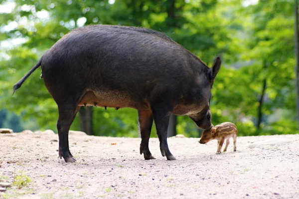 Wild animails in Canada - Wild Pigs — Stock Photo, Image