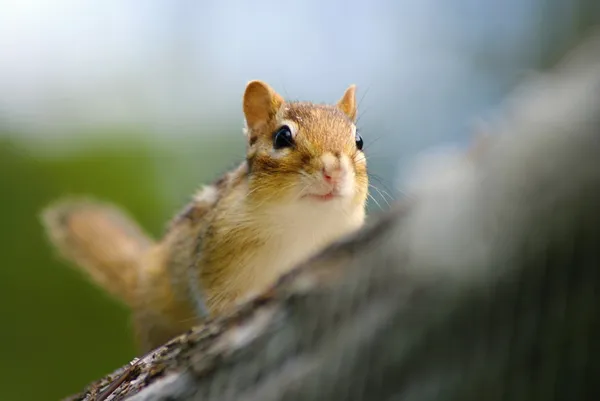 Animali selvatici in Canada - Chipmunk — Foto Stock