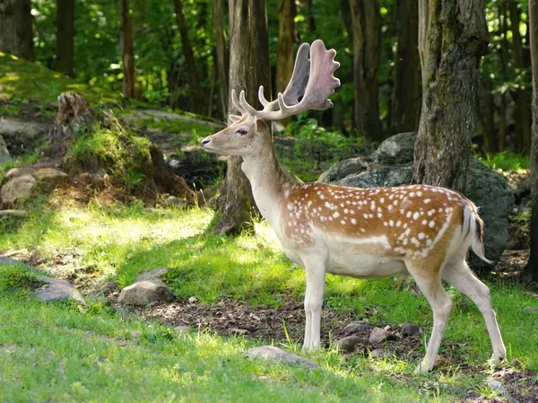 Animales salvajes en Canadá - Ciervo —  Fotos de Stock