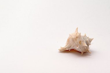 Seashell nesne