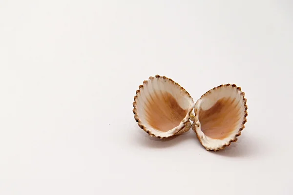 Seashell Object — Stock Photo, Image