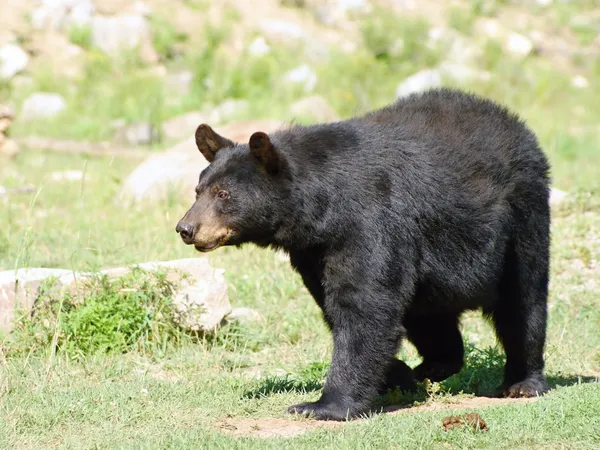 Wilde Animails in Kanada - Schwarzbär — Stockfoto