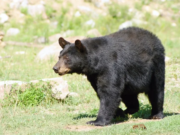 カナダ - 黒い熊の野生の animails — ストック写真