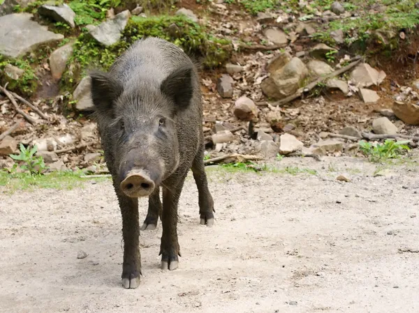 Animales salvajes en Canadá - Cerdos salvajes — Foto de Stock