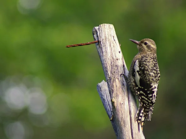 野生动物被关在加拿大-小的鸟 — 图库照片