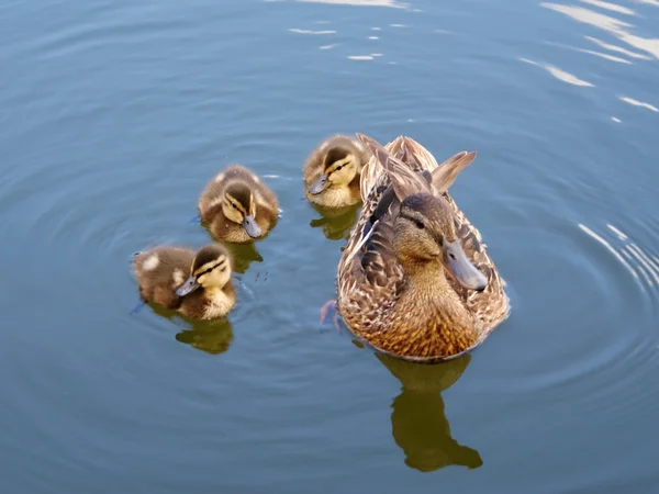 Animali selvatici in Canada - Famiglia Ducks — Foto Stock