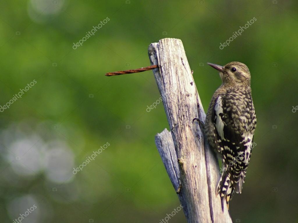 Animails Sauvages Au Canada Petit Oiseau Photographie
