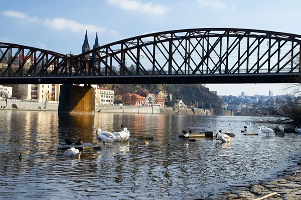 Prag ve eski evler, vltava Nehri ve köprüler