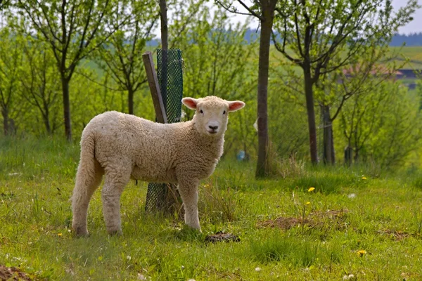 Unga vita får — Stockfoto