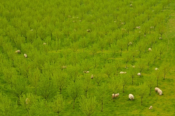 Зеленый парк с овцами — стоковое фото
