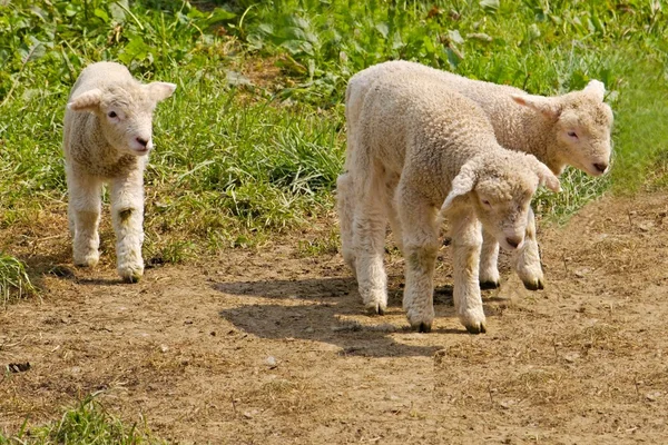 若い白い羊 — ストック写真