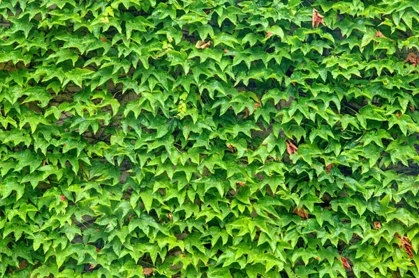 Grüner Garten — Stockfoto