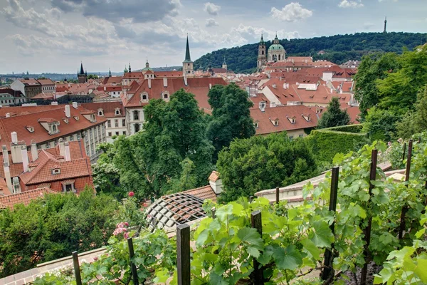 Grüner Garten — Stockfoto