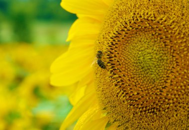 Ayçiçeği üzerinde oturan arı