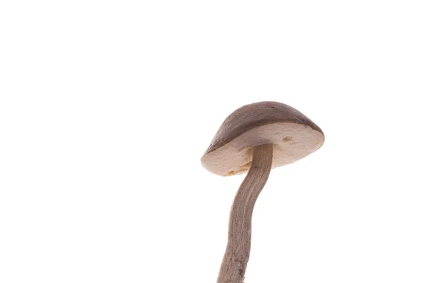 Mushroom — Stock Photo, Image