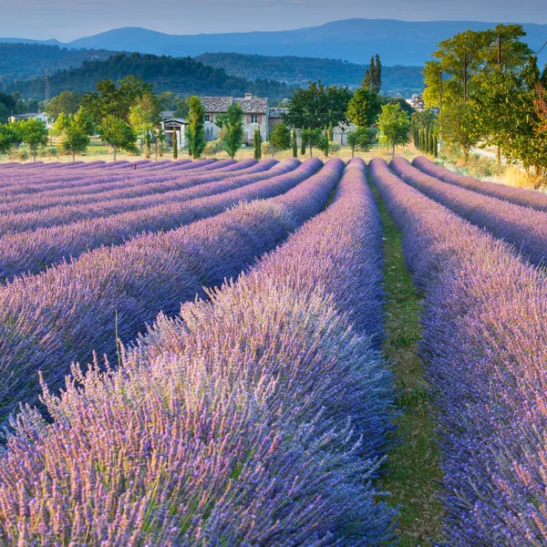 Lavender Field — Stock Photo, Image