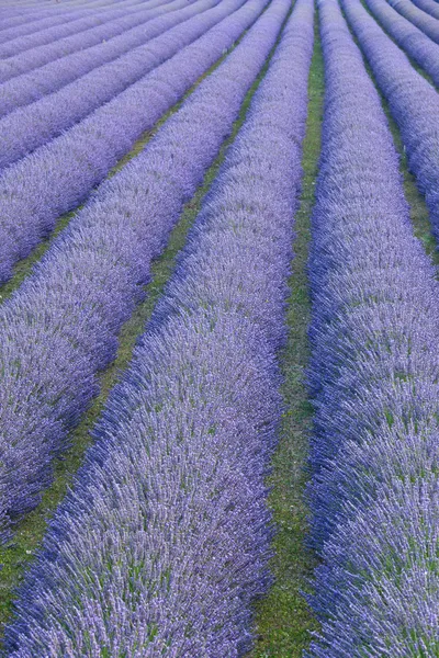 Lavender field — Stock Photo, Image