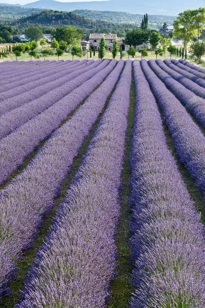 Lavender Field — Stock Photo, Image