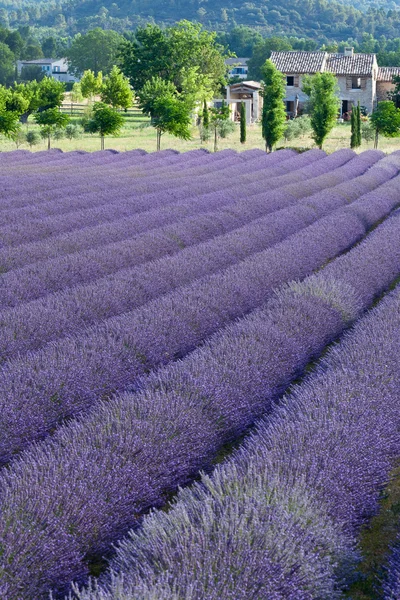 Campo de lavanda — Fotografia de Stock