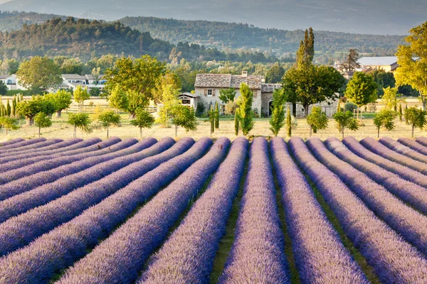 Lavender Field — Stock Photo, Image