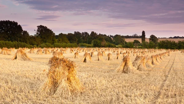 Wheat sheaves — Stock Photo, Image