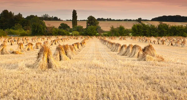 Wheat sheaves — Stock Photo, Image