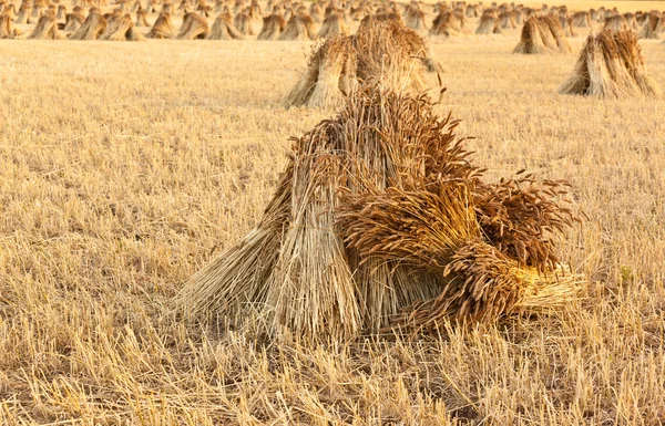 Wheat sheaves — Stock Photo, Image