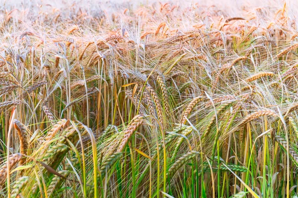 Barley stems Stock Image