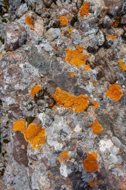 Kırmızı ve gri yosun ya da buzlu liken. Dikey resim.